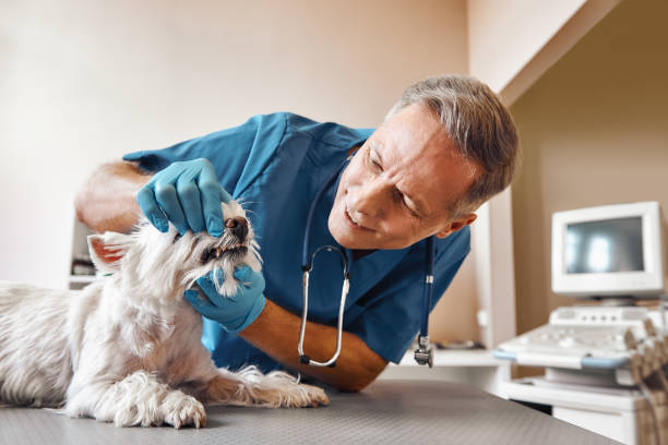 Best Emergency Denture Repair in Potosi, TX